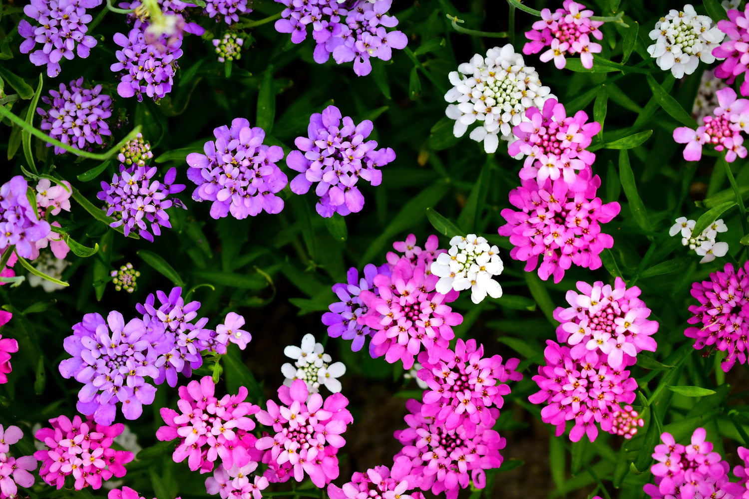 2000 semillas de flores de Iberis Umbellata, mezcla de enanos de hadas, caramelos