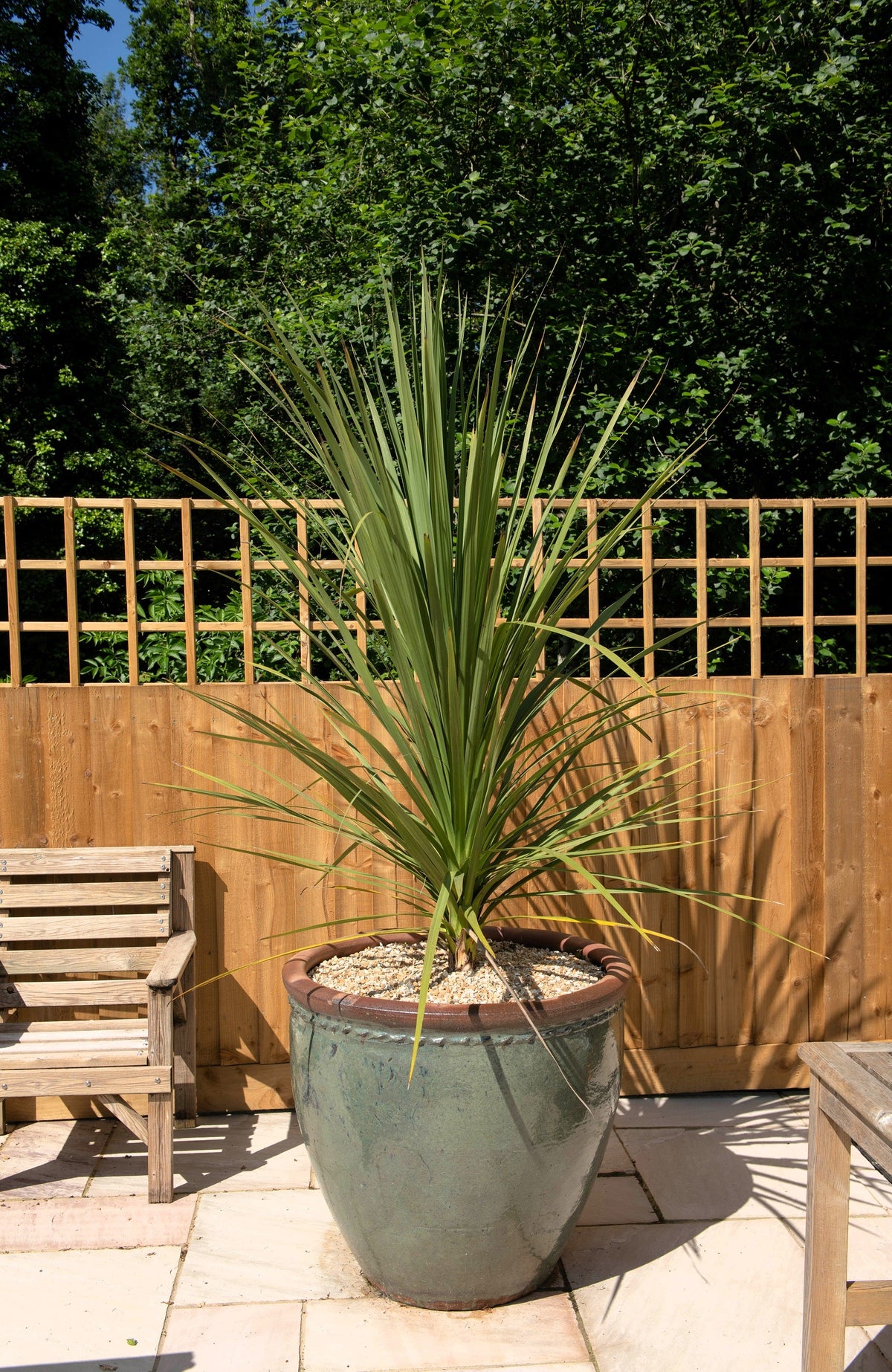 50 semillas de palmera col / dracaena australis gigante, árbol cordyline, planta de interior