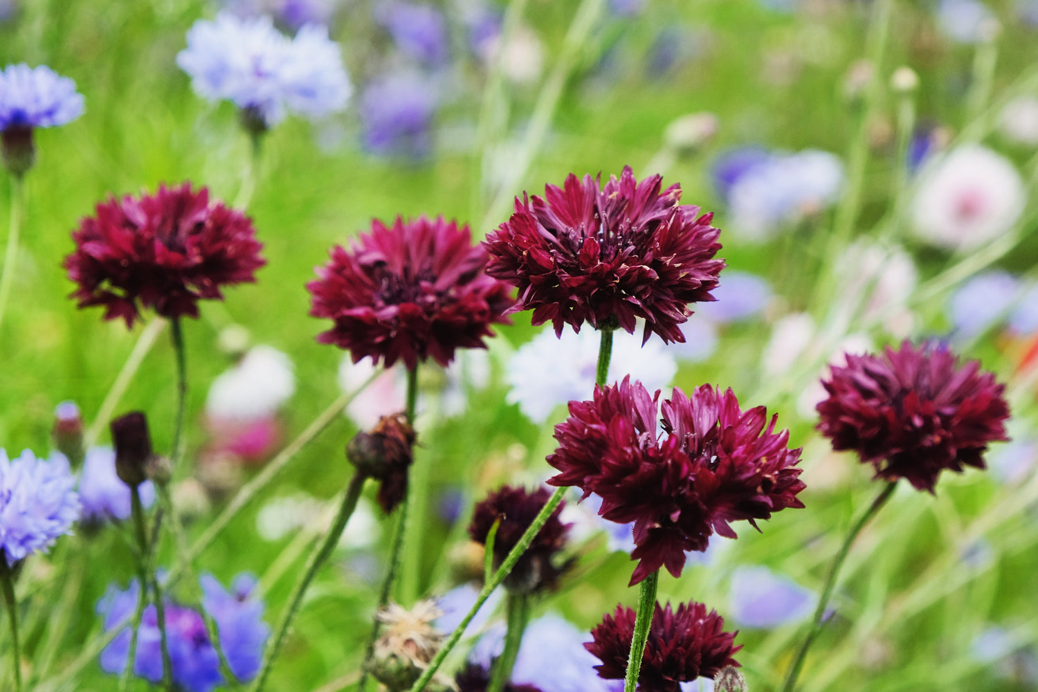 25 semillas de flor de Centaurea cyanus, botón de soltero/flor de aciano, granate negro