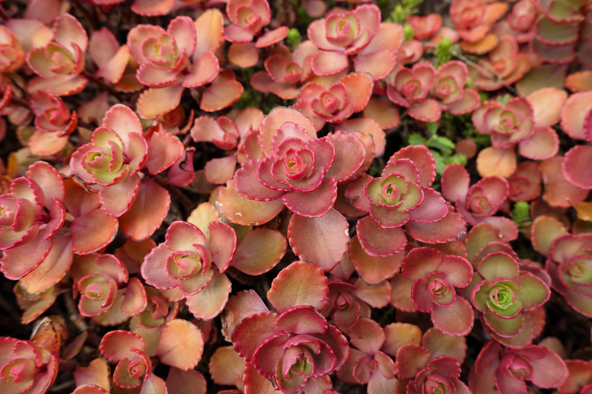 50 Semillas de flores de DRAGONES rojos SANGRE SEDUM Stonecrop Sedum Spurium
