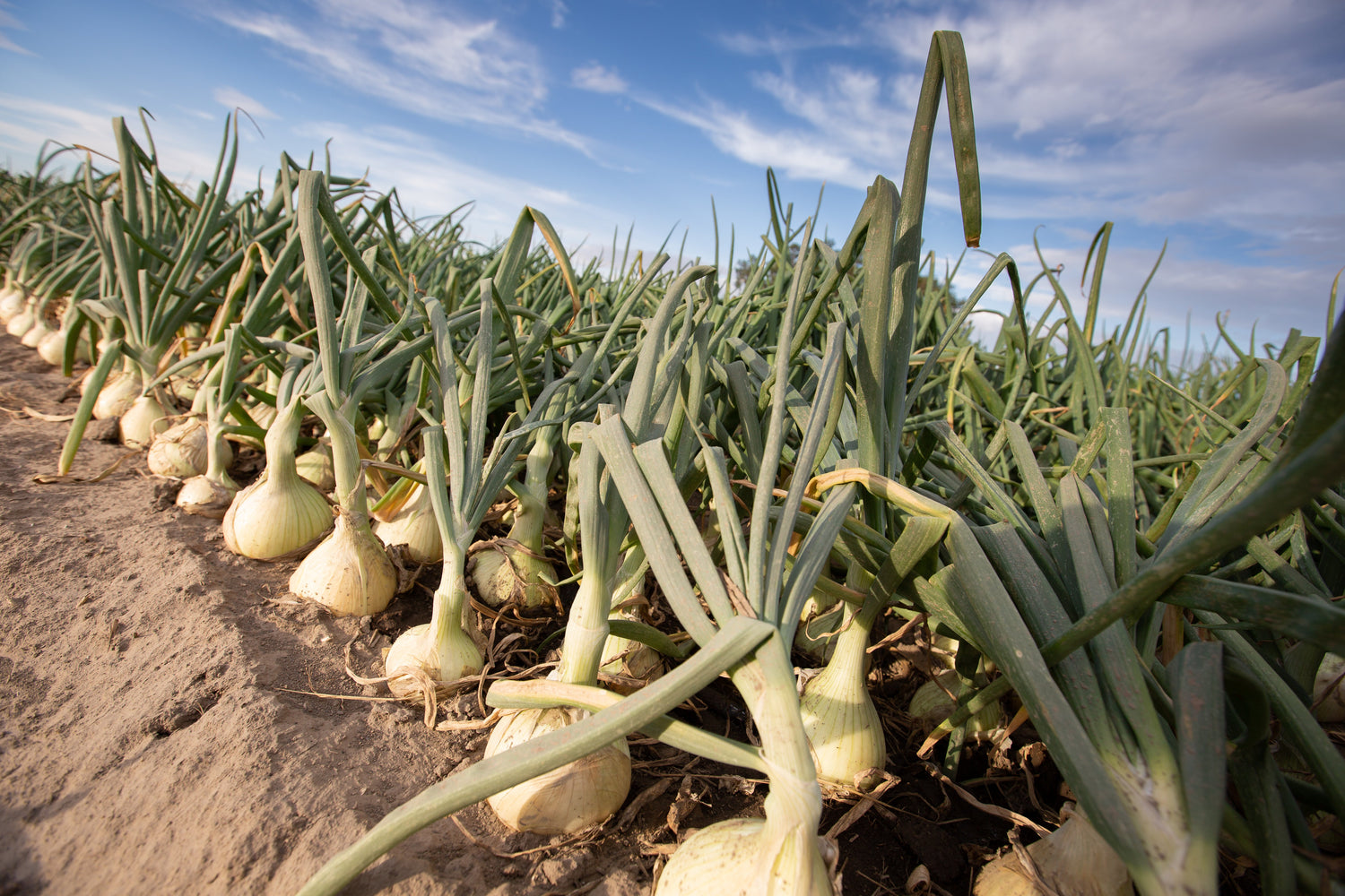 250 semillas de cebolla dulce WALLA WALLA (Allium Cepa)