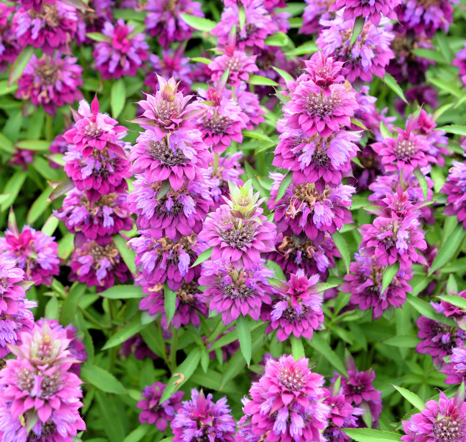 2000 BÉISBOL Limón MENTA Monarda Citriodora Hierba Flor Morada Semillas
