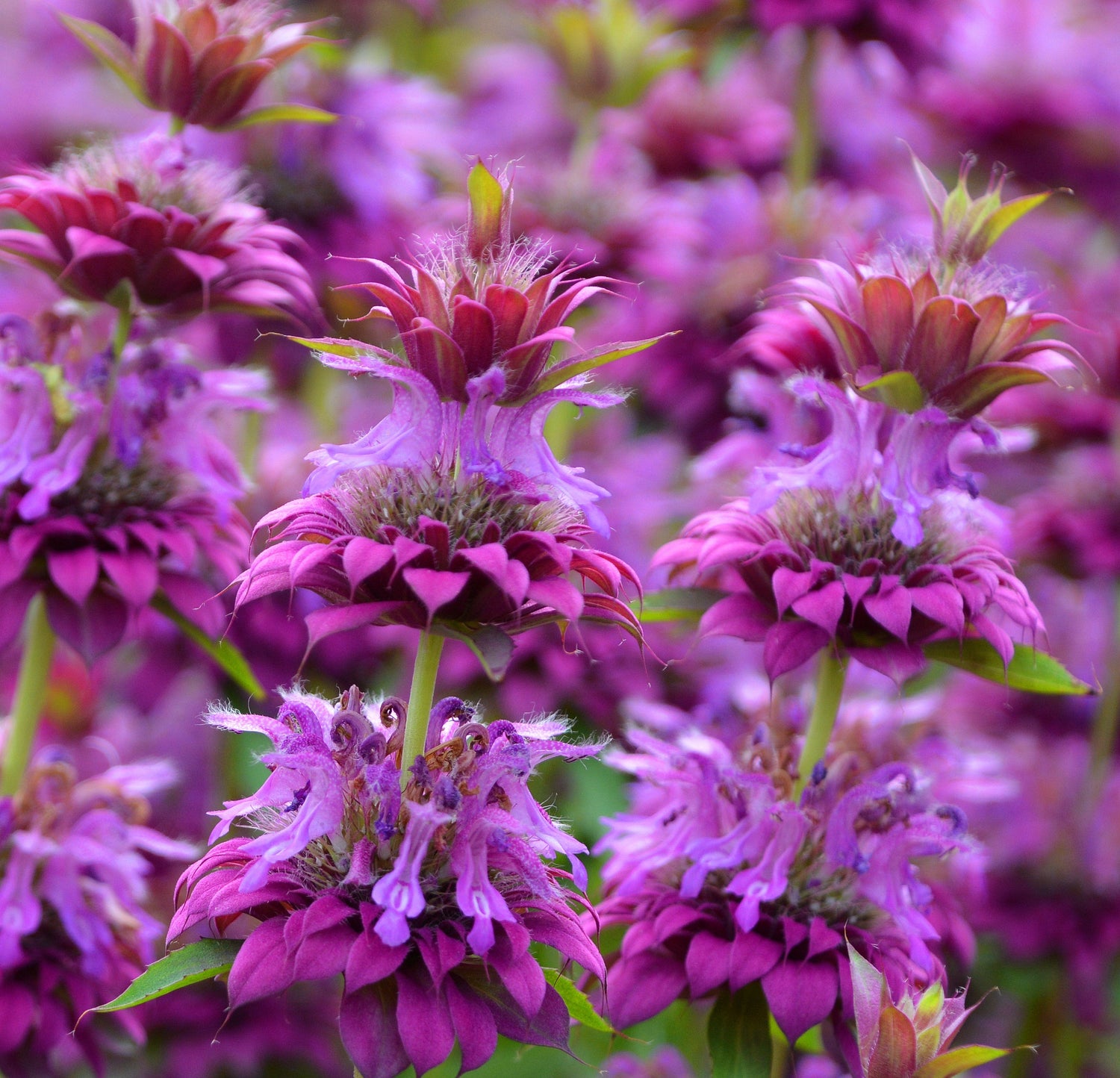 2000 BÉISBOL Limón MENTA Monarda Citriodora Hierba Flor Morada Semillas