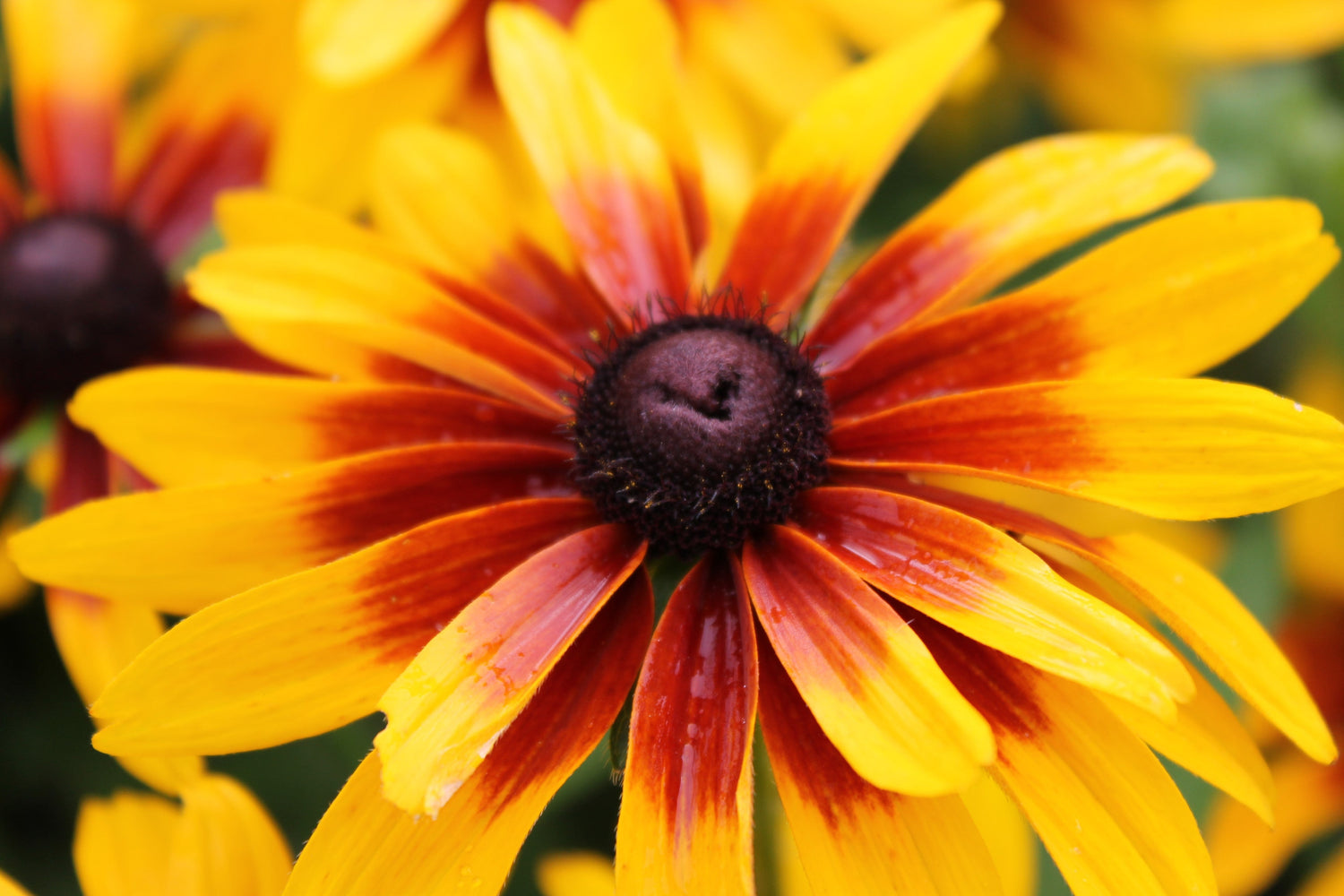 4000 semillas de Rudbeckia Hirta, margarita gloriosa de verano indio, flores rojas, amarillas y marrones
