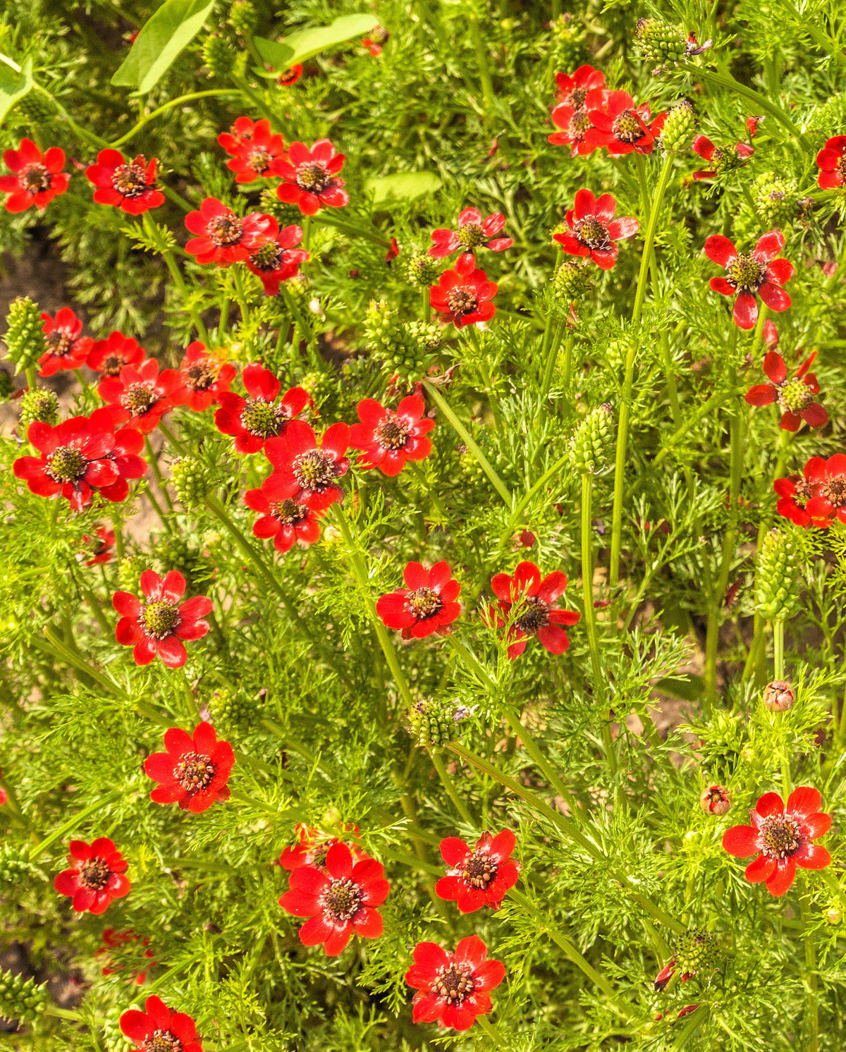 10 semillas de Adonis Aestivalis, flores rojas y negras, ojo de faisán de Adonis