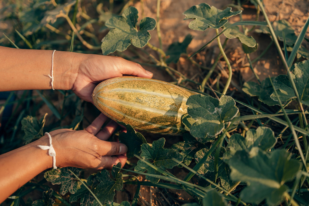 50 semillas de plátano y melón Cucumis Melo