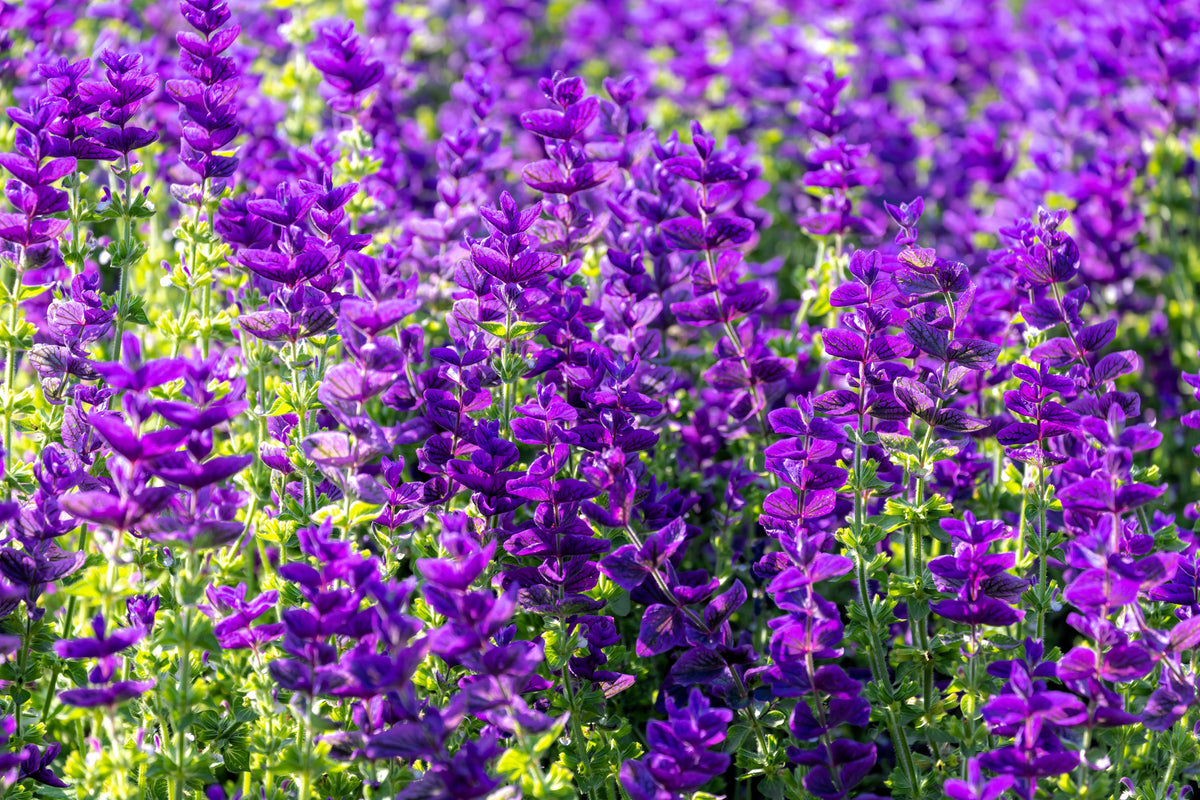 50 semillas de flores de hierba BLUE Monday CLARY SAGE Salvia Viridis Horminum