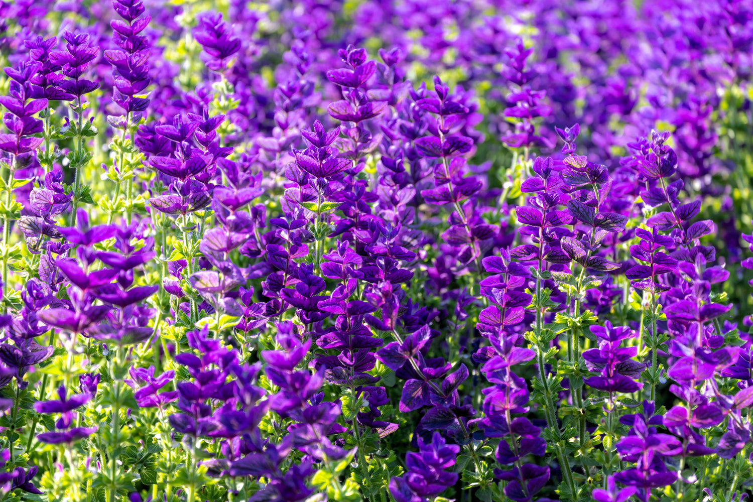 50 semillas de flores de hierba BLUE Monday CLARY SAGE Salvia Viridis Horminum