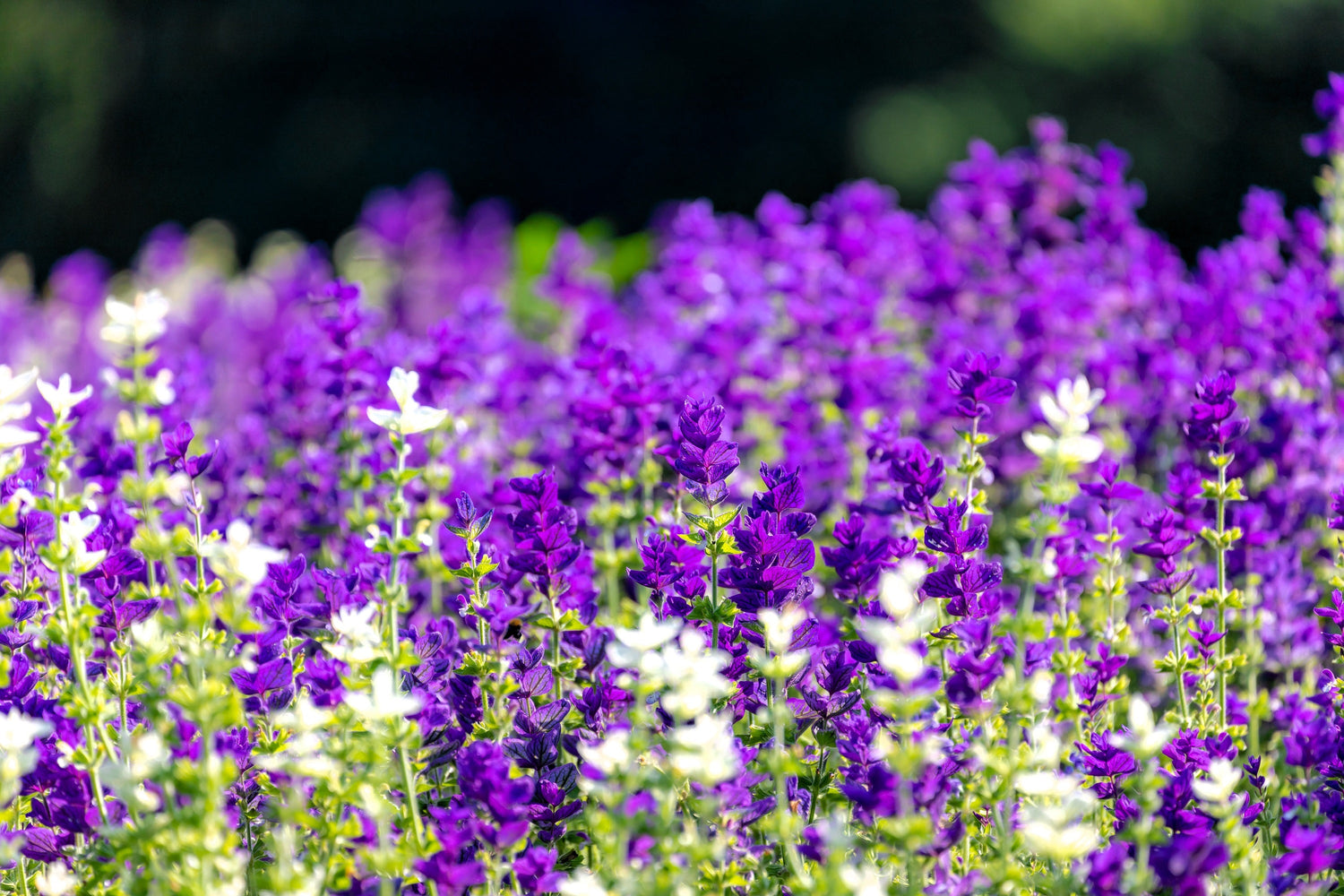 50 semillas de flores de hierba BLUE Monday CLARY SAGE Salvia Viridis Horminum