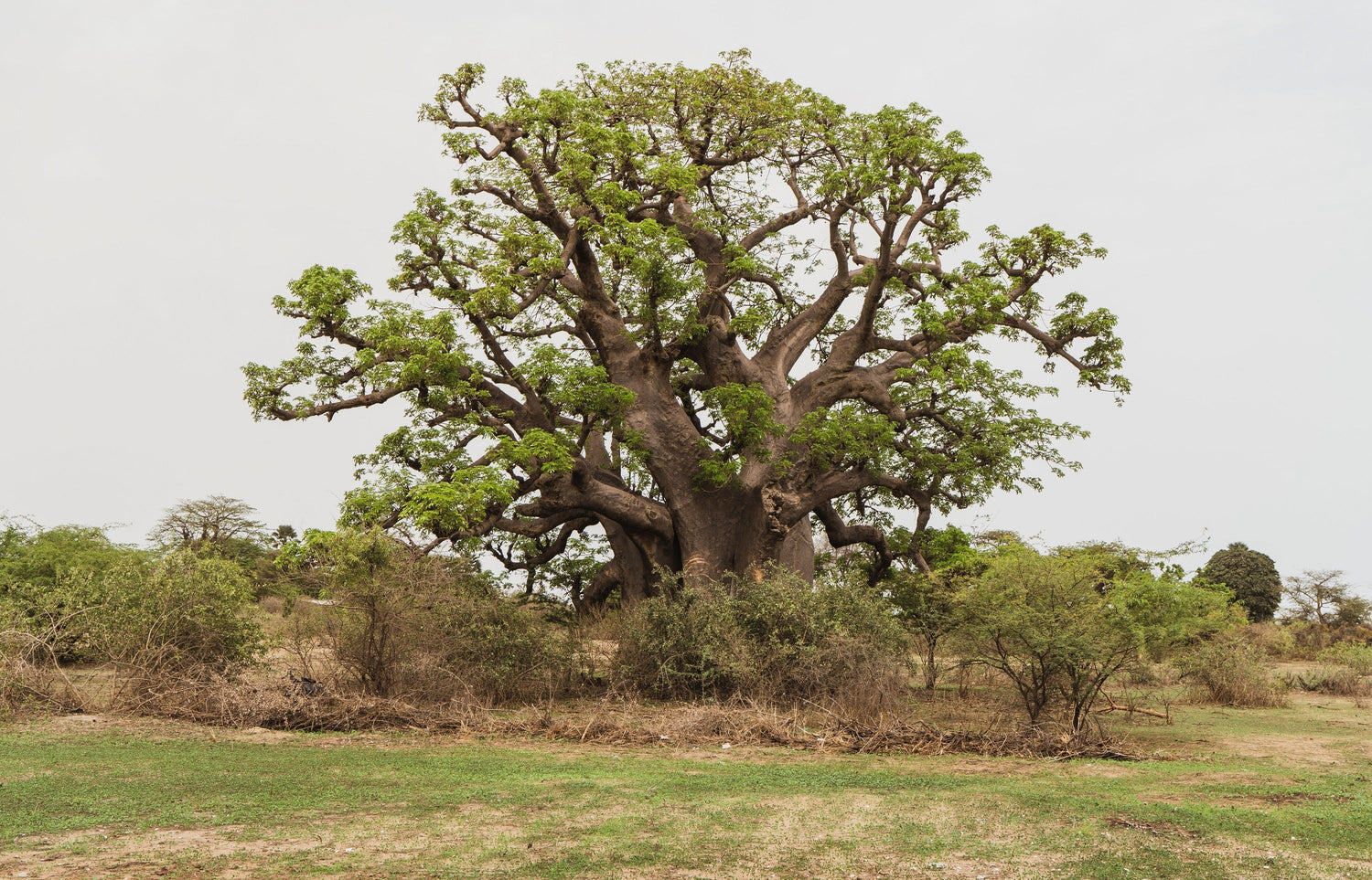 5 African BAOBAB TREE Adansonia Digitata Monkey Bread Judas Fruit Seeds