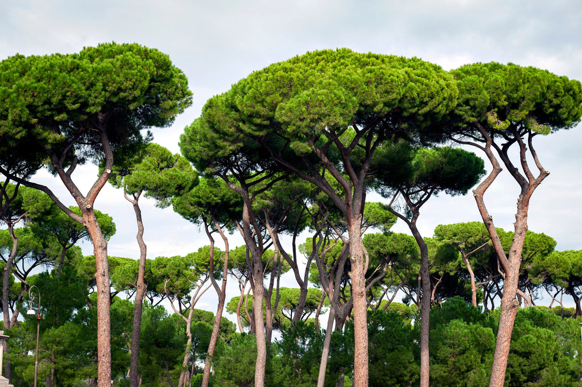 5 semillas de pino piñonero italiano (Pinus pinea)