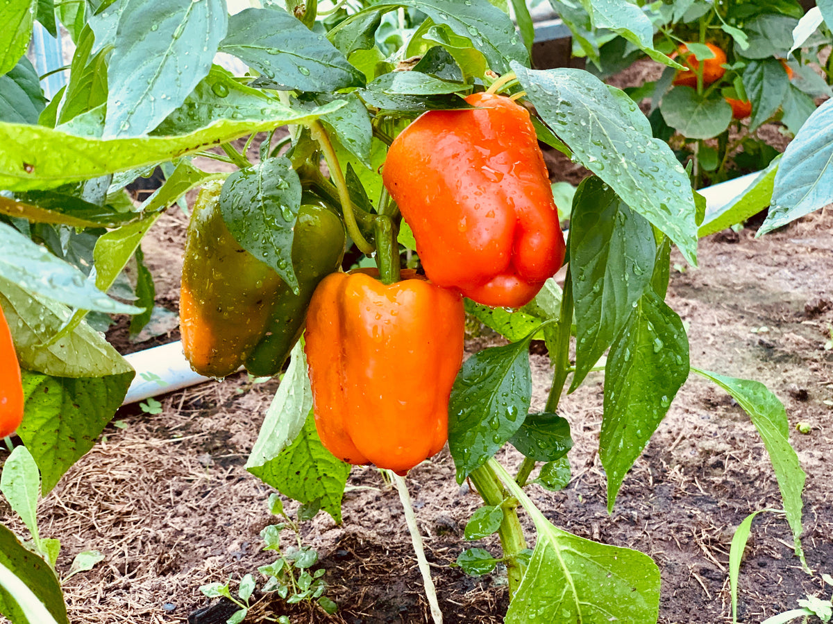 50 semillas de pimiento morrón ORANGE Sun Sweet Capsicum