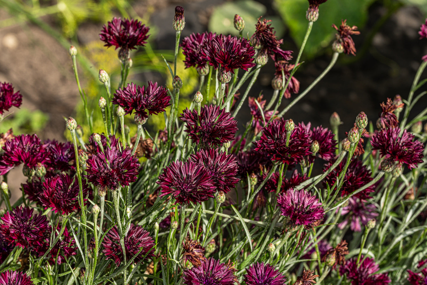 25 semillas de flor de Centaurea cyanus, botón de soltero/flor de aciano, granate negro