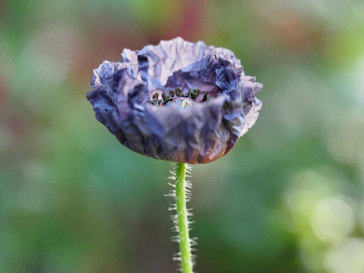 50 semillas orgánicas de amapola gris increíble, Papaver rhoeas, flores de color gris plateado