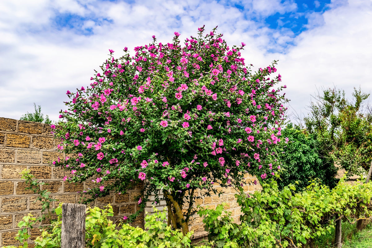 50 semillas de rosa de Siria (HIBISCO Syriacus), arbusto de flores, colores variados