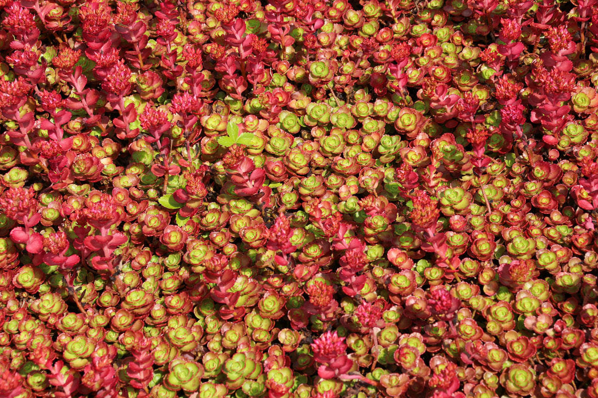 50 Semillas de flores de DRAGONES rojos SANGRE SEDUM Stonecrop Sedum Spurium