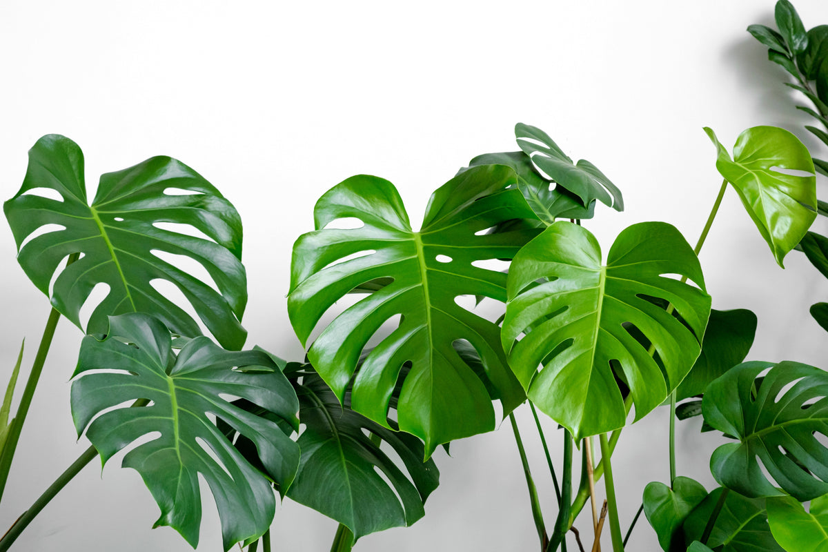 5 semillas orgánicas de filodendro de hoja dividida Monstera Deliciosa, planta de queso suizo