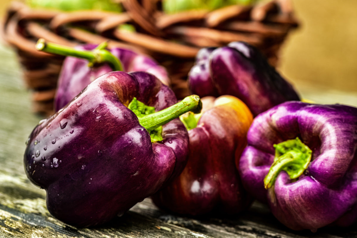 100 semillas de pimiento morrón lila Capsicum annuum, morada dulce y suave