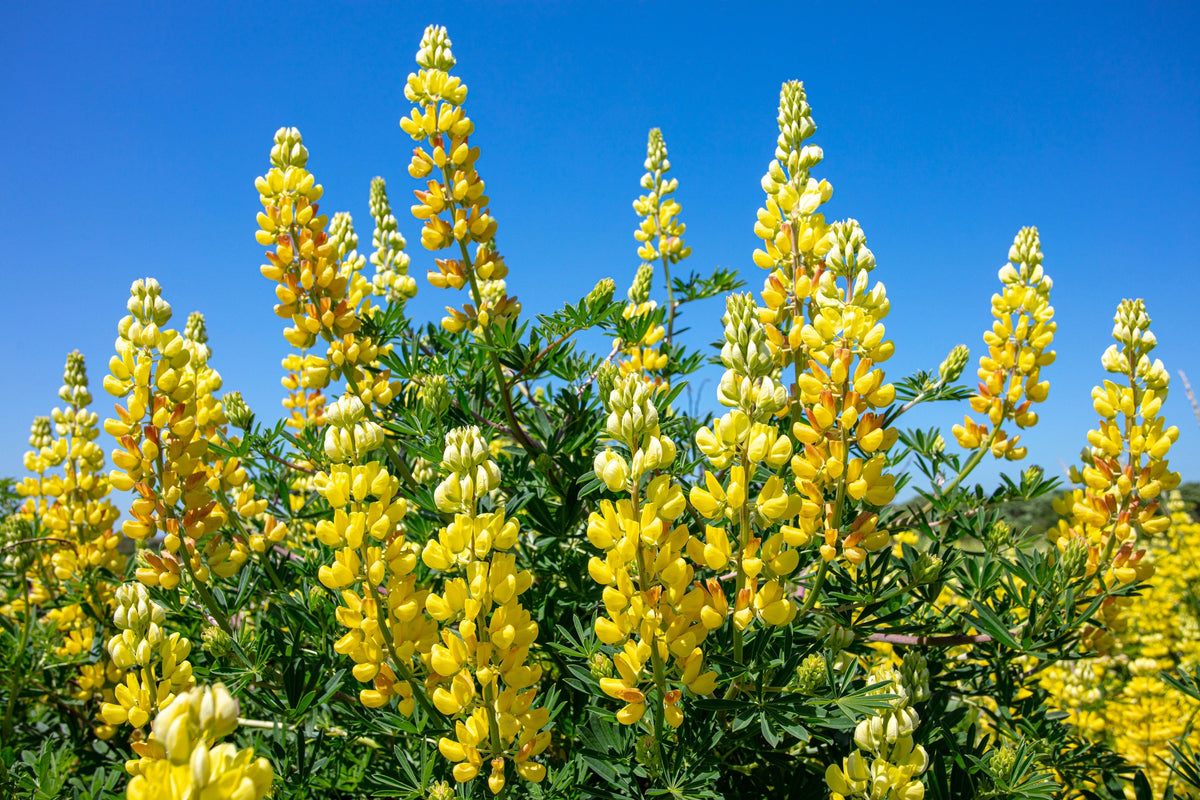 50 semillas de altramuz dorado (Lupinus densiflorus), colibrí amarillo