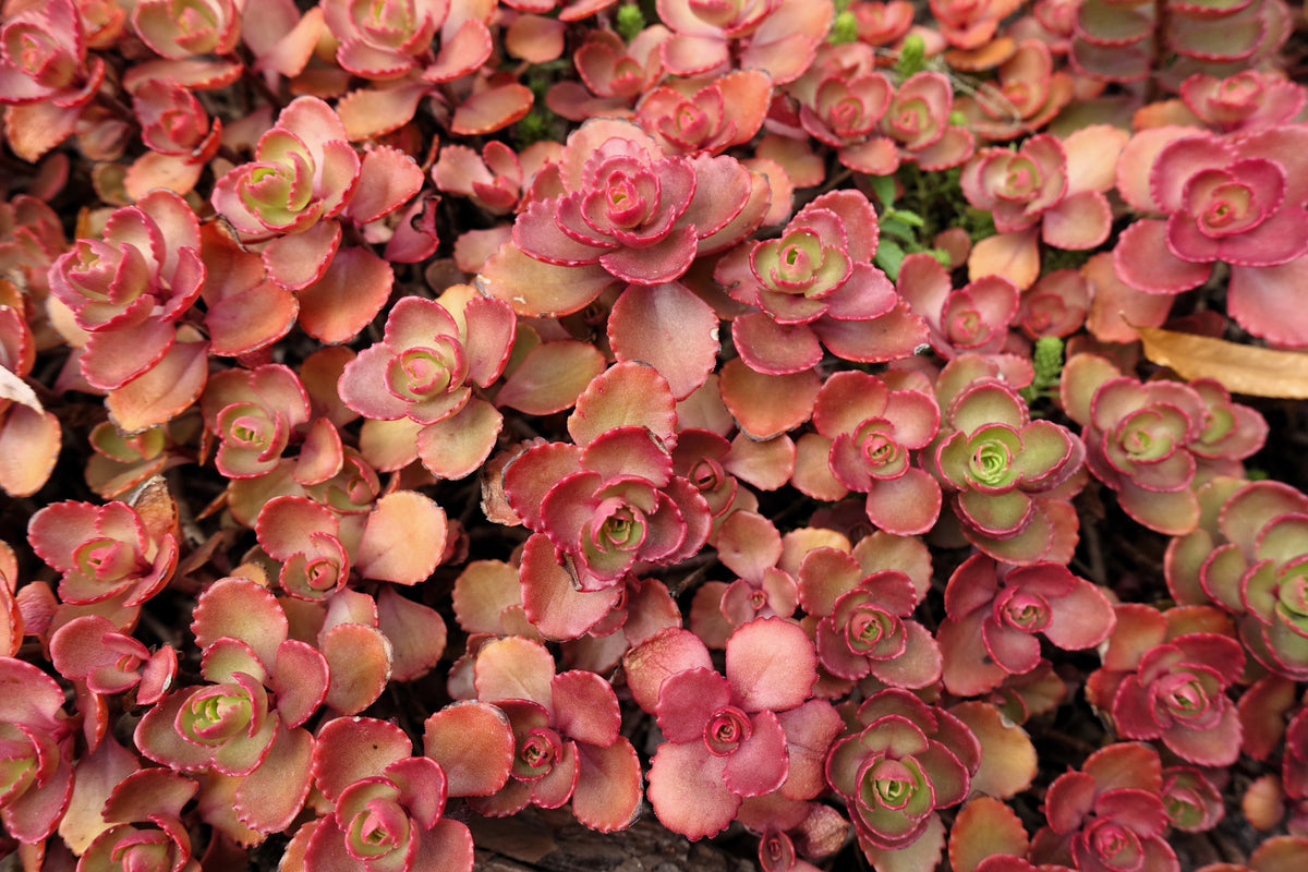 50 Semillas de flores de DRAGONES rojos SANGRE SEDUM Stonecrop Sedum Spurium