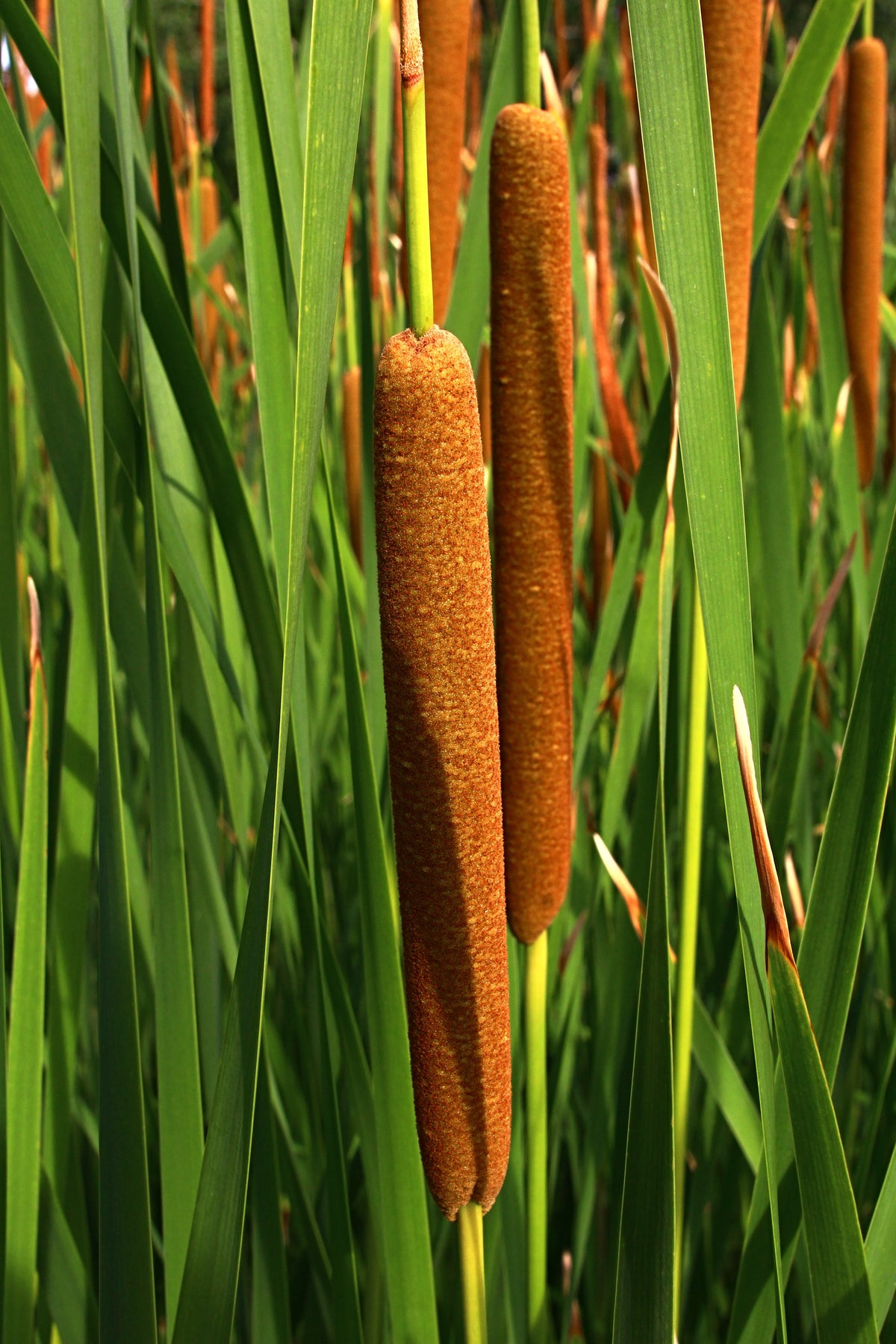50 semillas de flores de cola de gato Typha Latifolia, hierba de estanque de agua