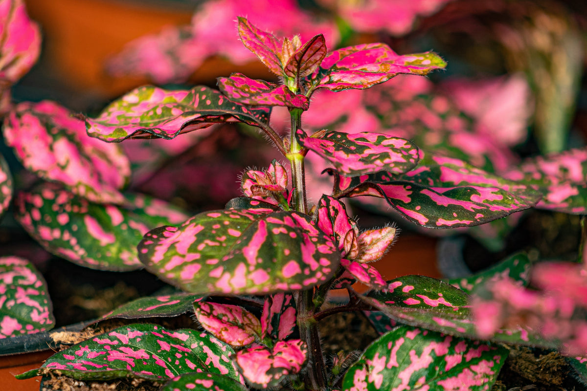 10 semillas de planta de interior de flor de Hypoestes Phyllostachya, rosa de lunares, rosa enana, Splash Select