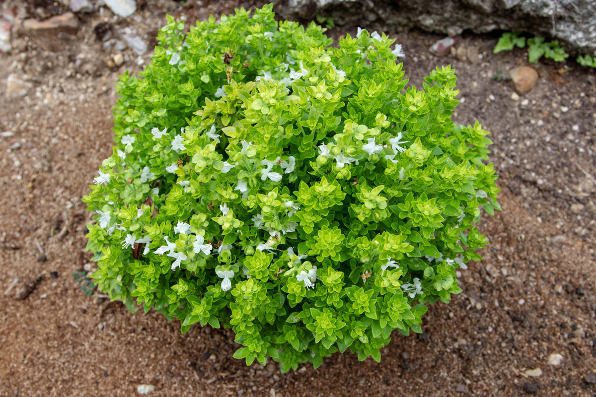 200 SPICY GLOBE BASIL Ocimum Basilicum Herb Flower Seeds