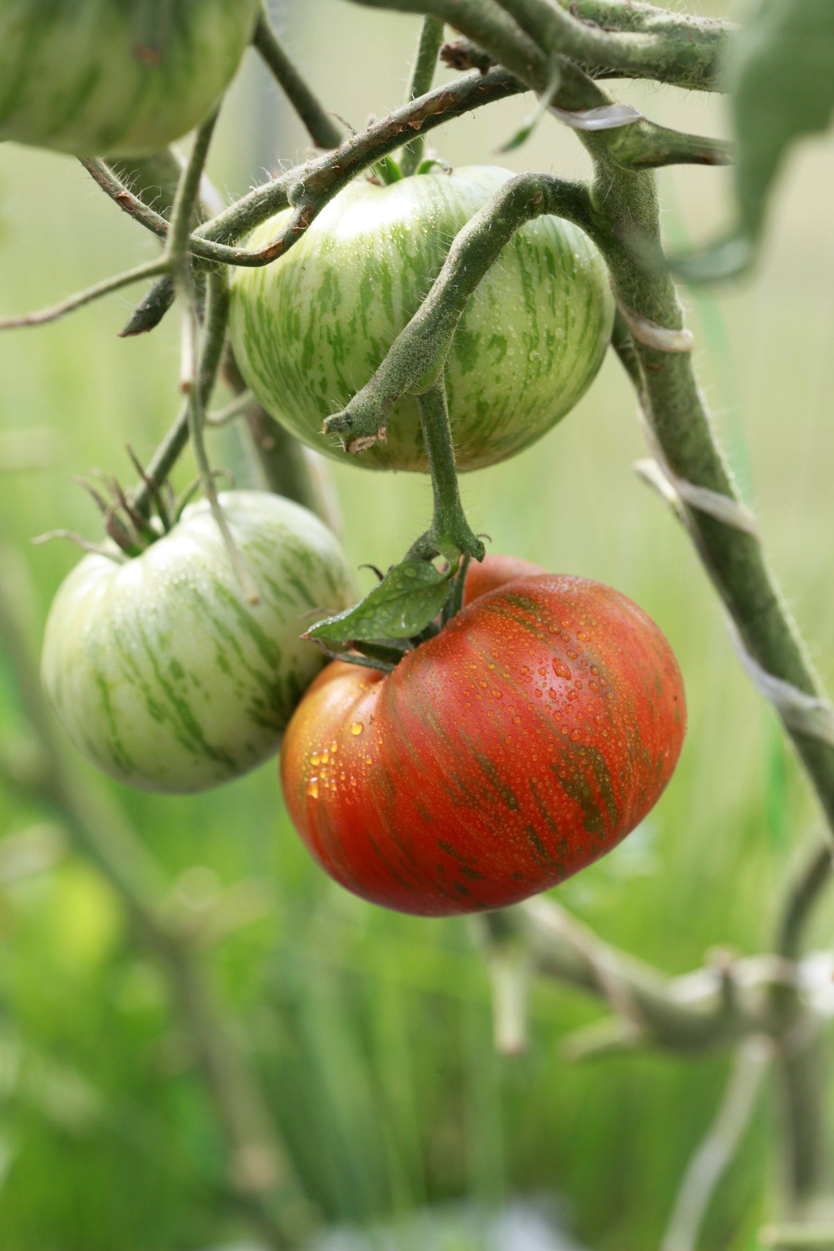 50 TOMATE RAYAS DE CHOCOLATE Marrón con Semillas de Verduras de Frutas Lycopersicon Verdes