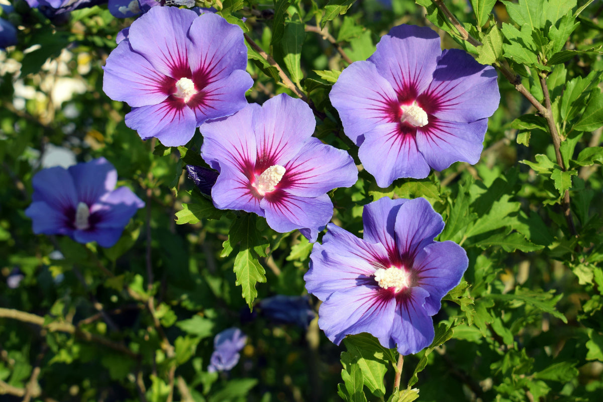 50 semillas de rosa de Siria (HIBISCO Syriacus), arbusto de flores, colores variados