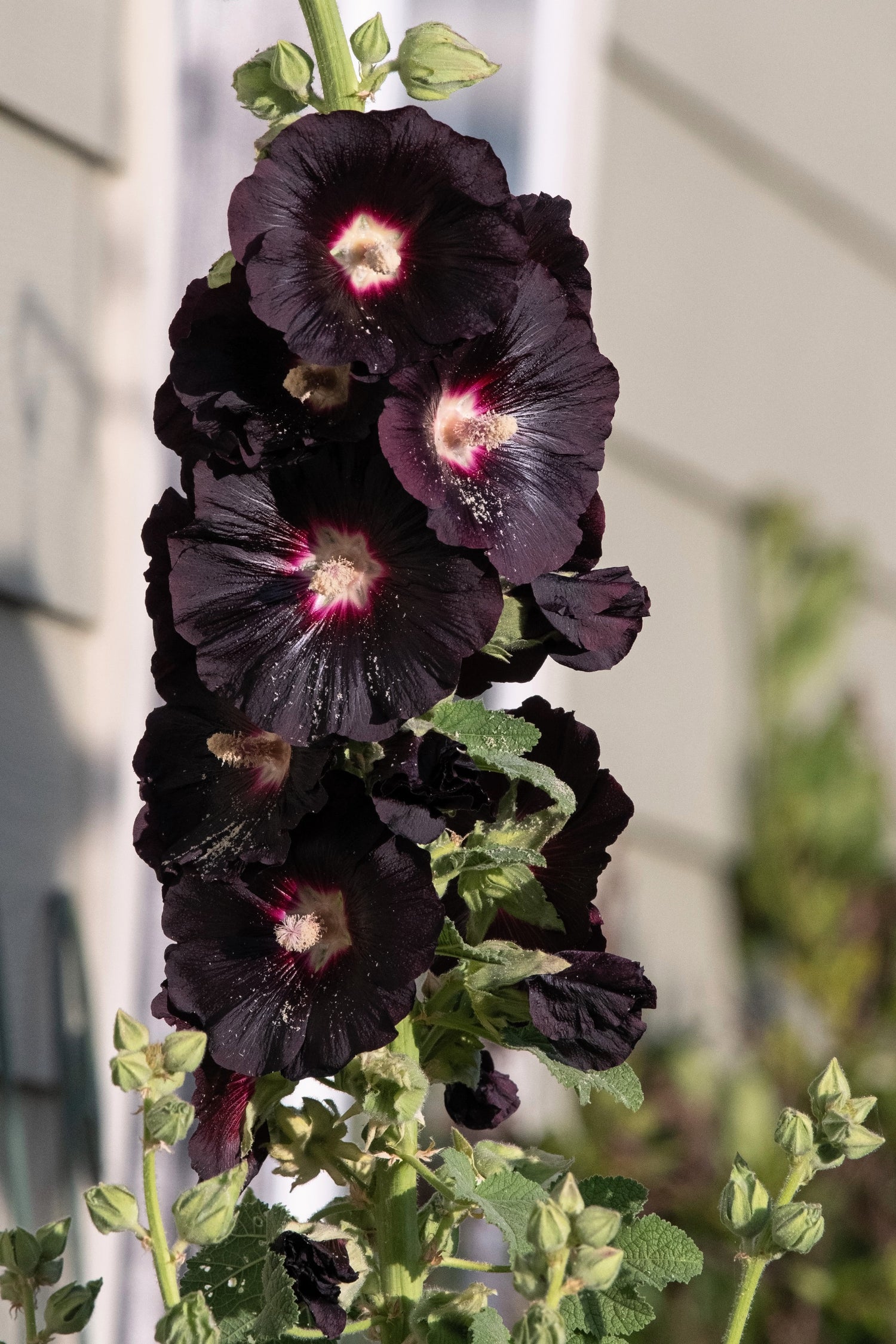 25 semillas de flores de malvarrosa negra (Alcea rosea nigra)