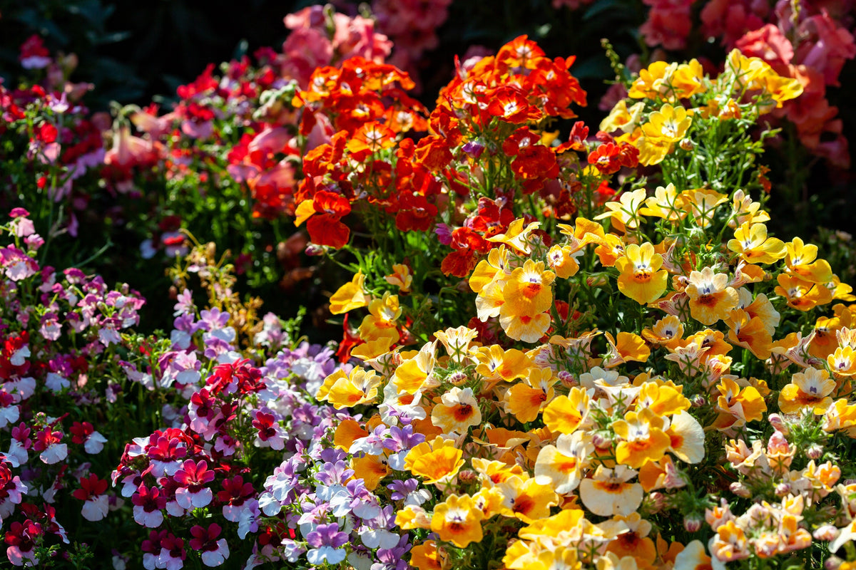 50 semillas de flores de colores mixtos NEMESIA Strumosa CARNIVAL MIX
