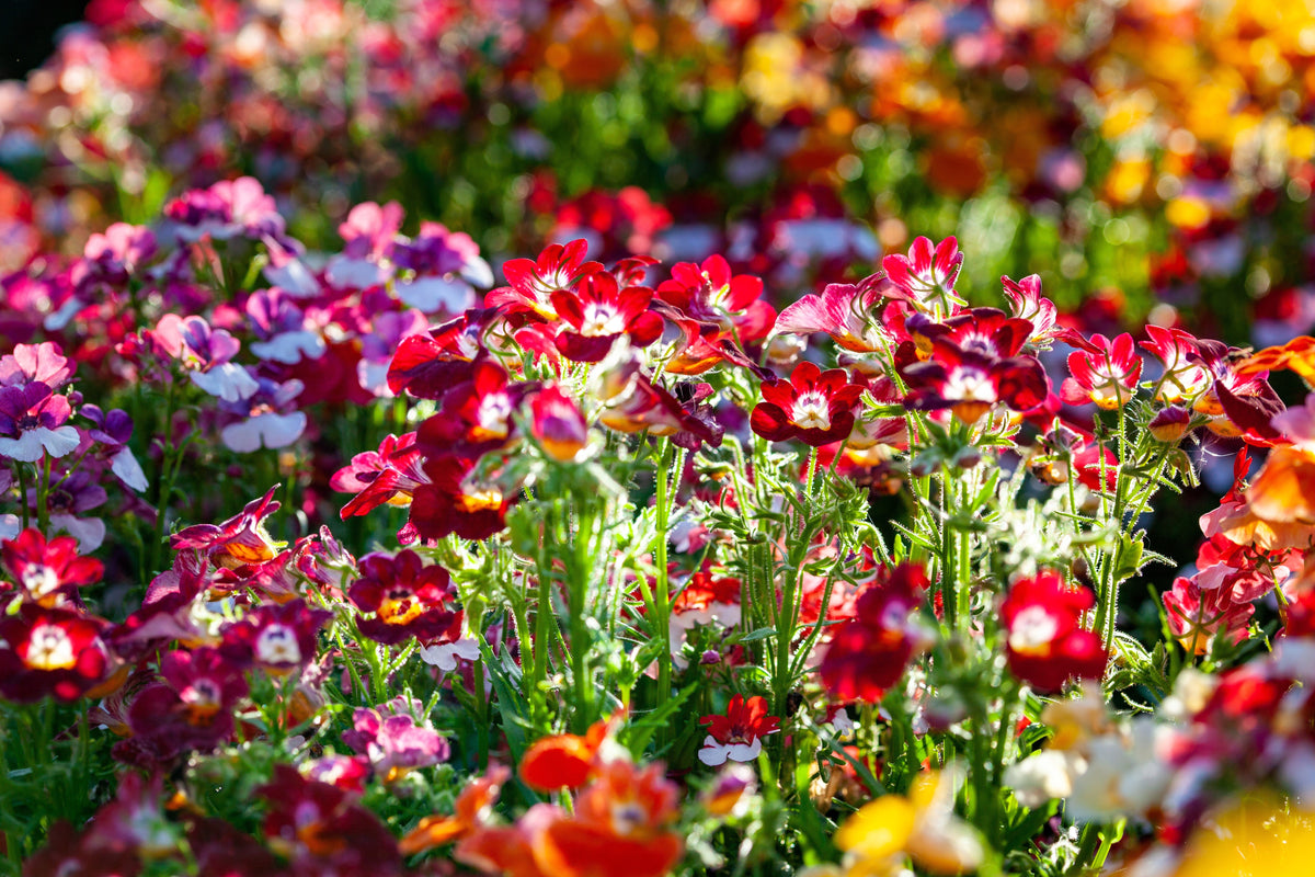 50 semillas de flores de colores mixtos NEMESIA Strumosa CARNIVAL MIX