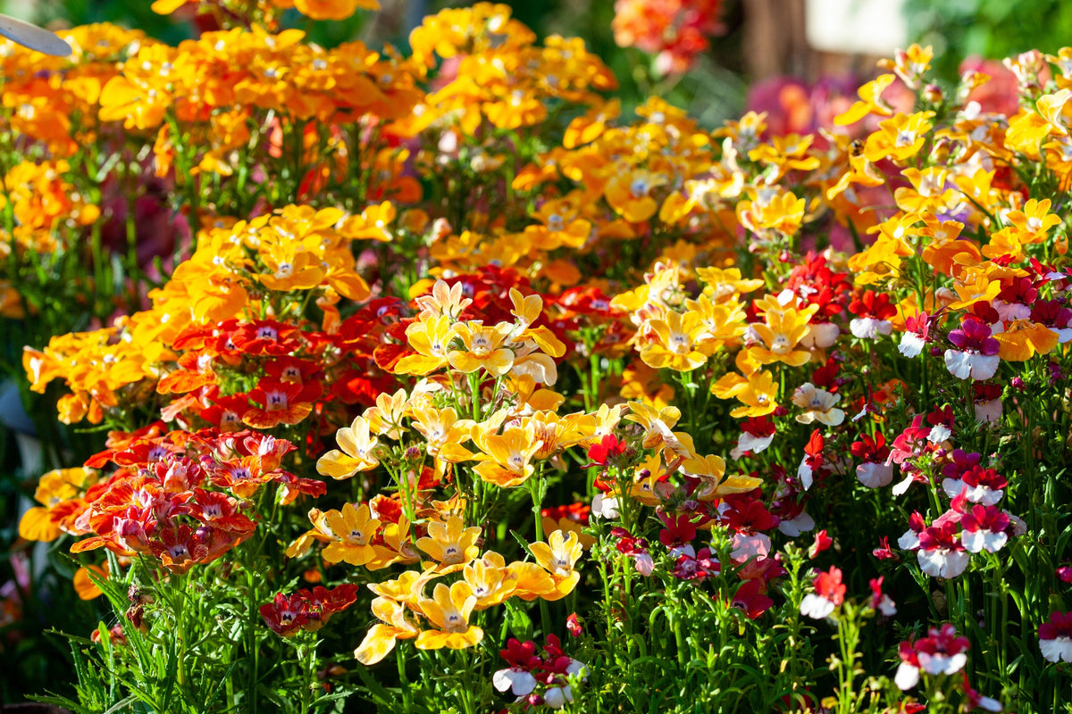 50 semillas de flores de colores mixtos NEMESIA Strumosa CARNIVAL MIX