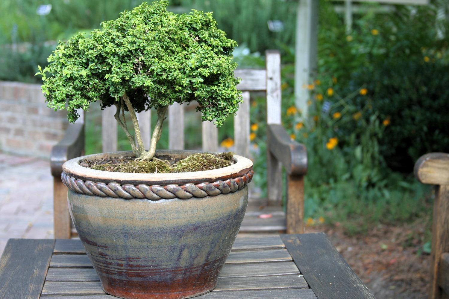40 semillas de arbusto coreano Buxus Microphylla Koreana de boj de hoja pequeña