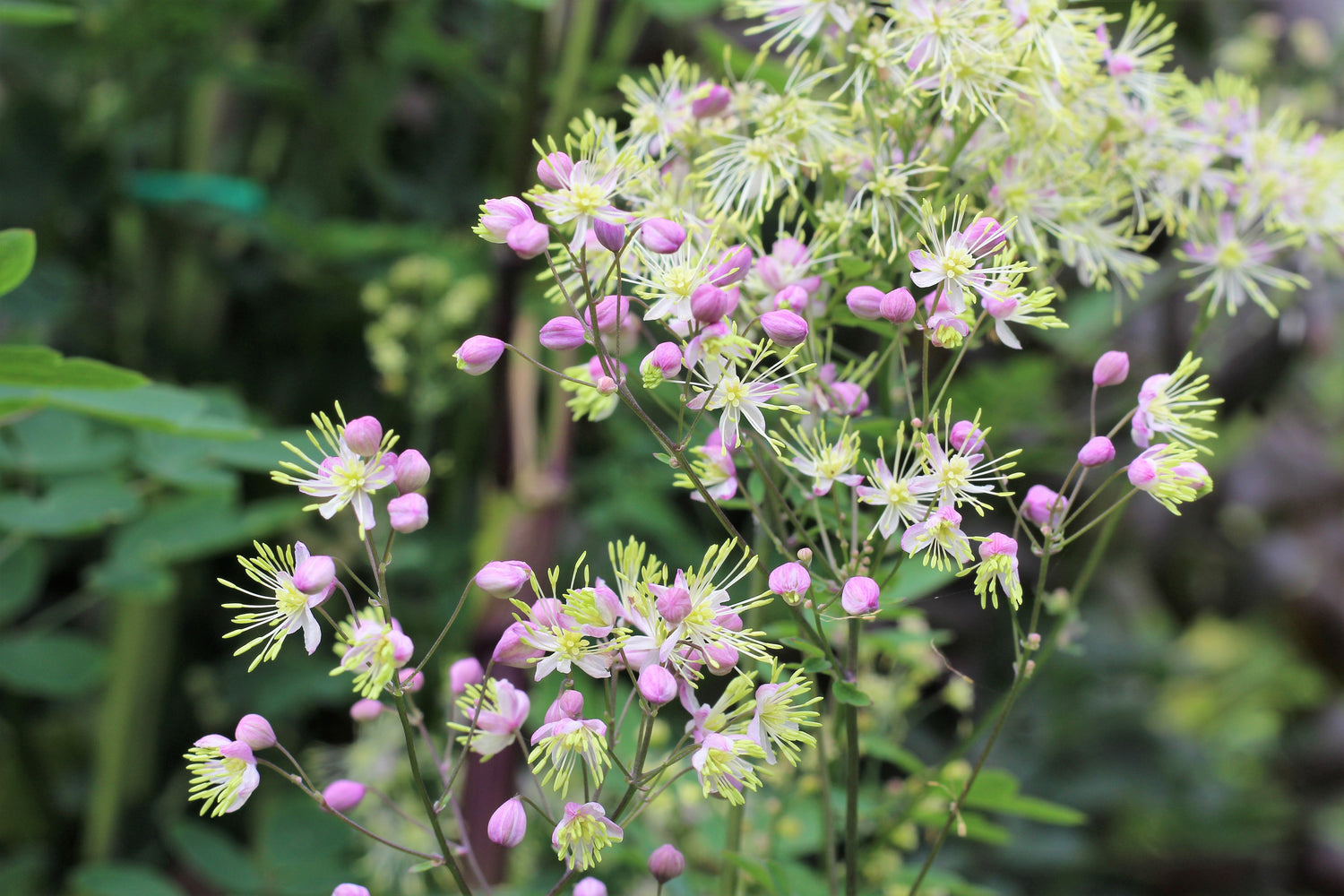 5 Semillas de flores de RUE PRADO CHINO Rosa Yunnan Thalictrum Dipterocarpum Delavayi
