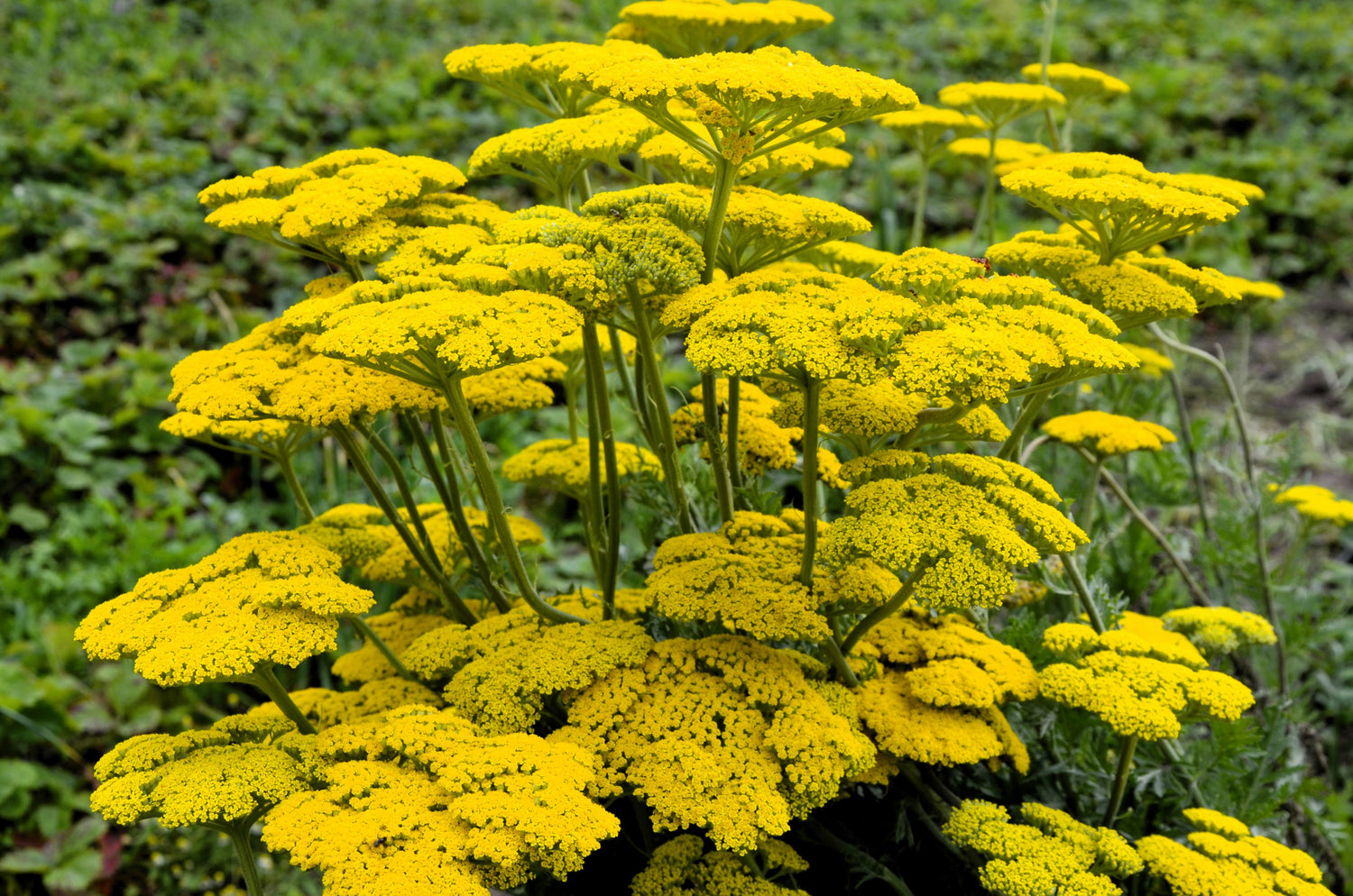 250 semillas de flores de milenrama amarilla dorada Achillea Filipendulina