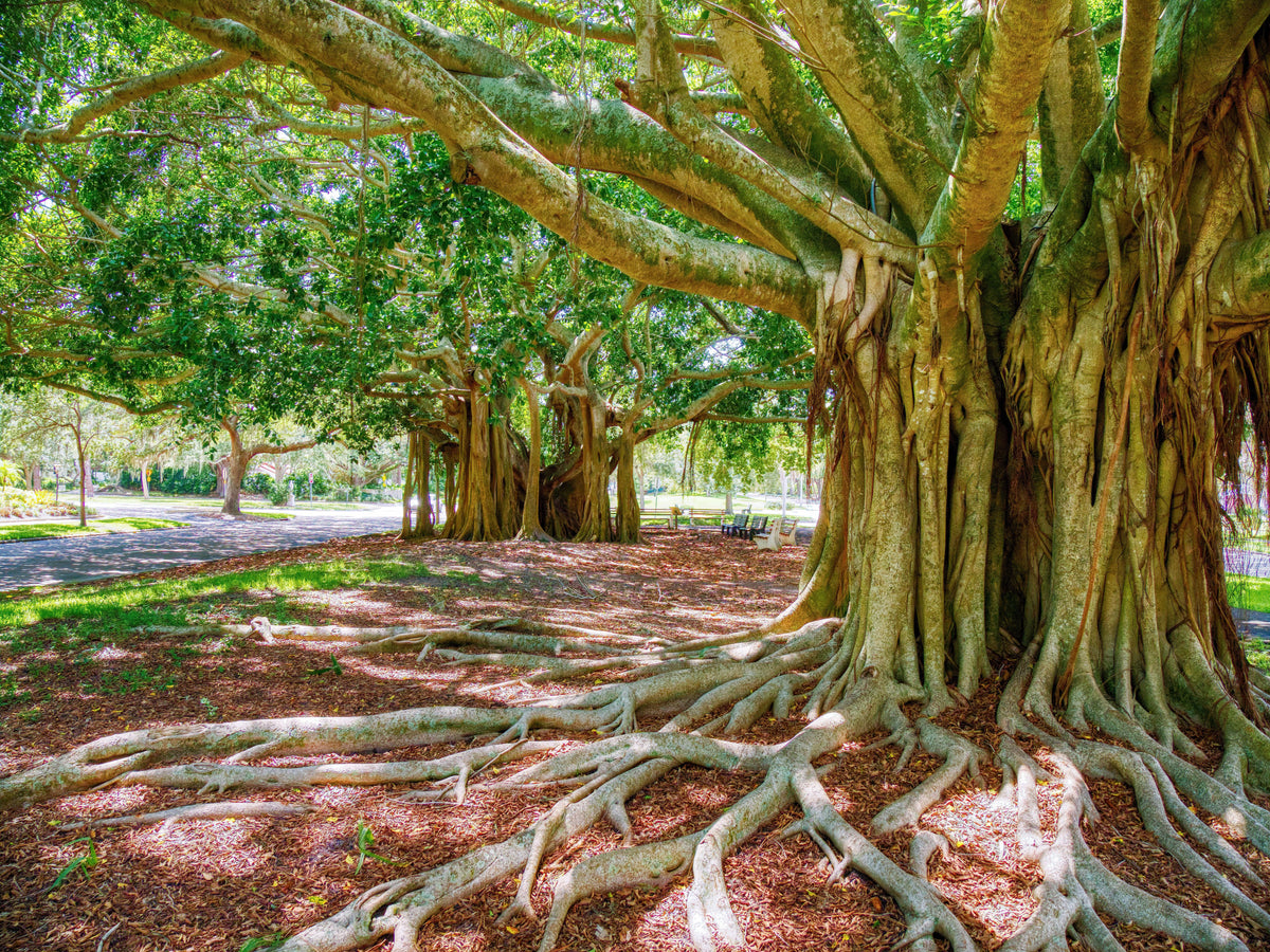 50 semillas de higuera banyan (Ficus benghalensis de las Indias Orientales), planta de interior de raíz aérea