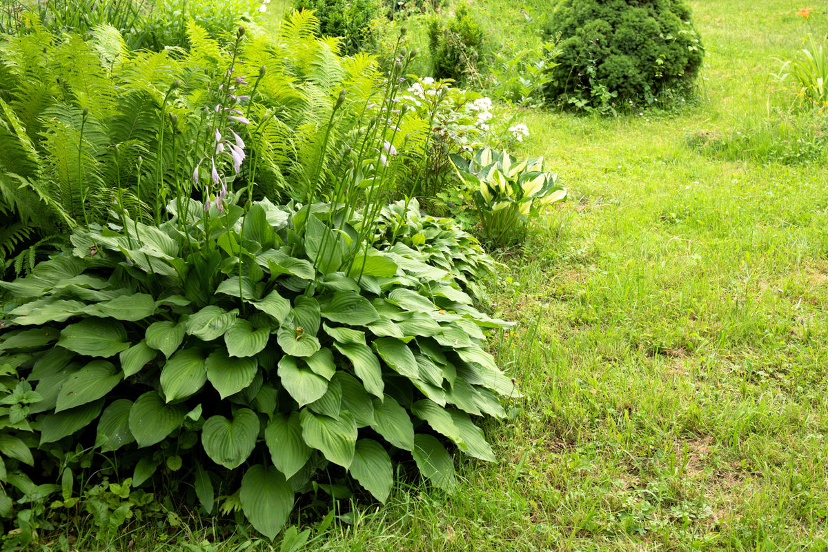10 semillas de flores HOSTA ELEGANS Shade Lover