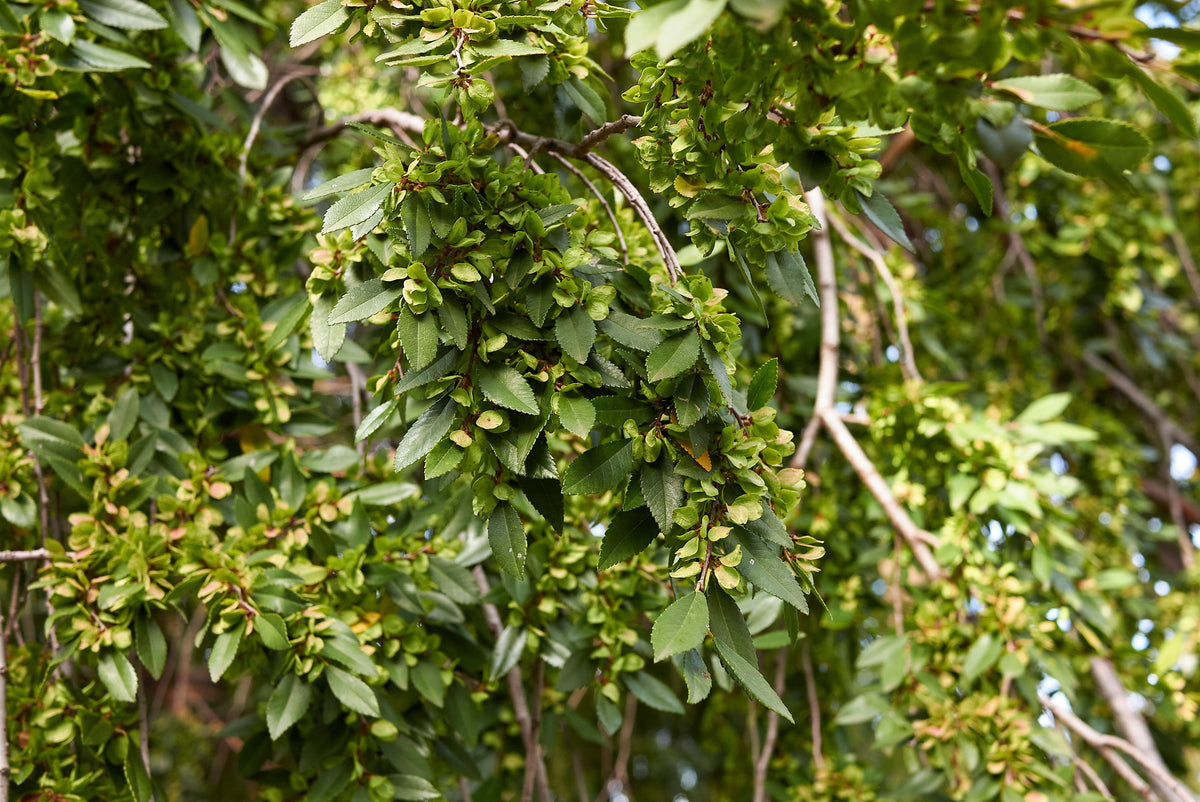 50 semillas de olmo chino (Ulmus parvifolia)