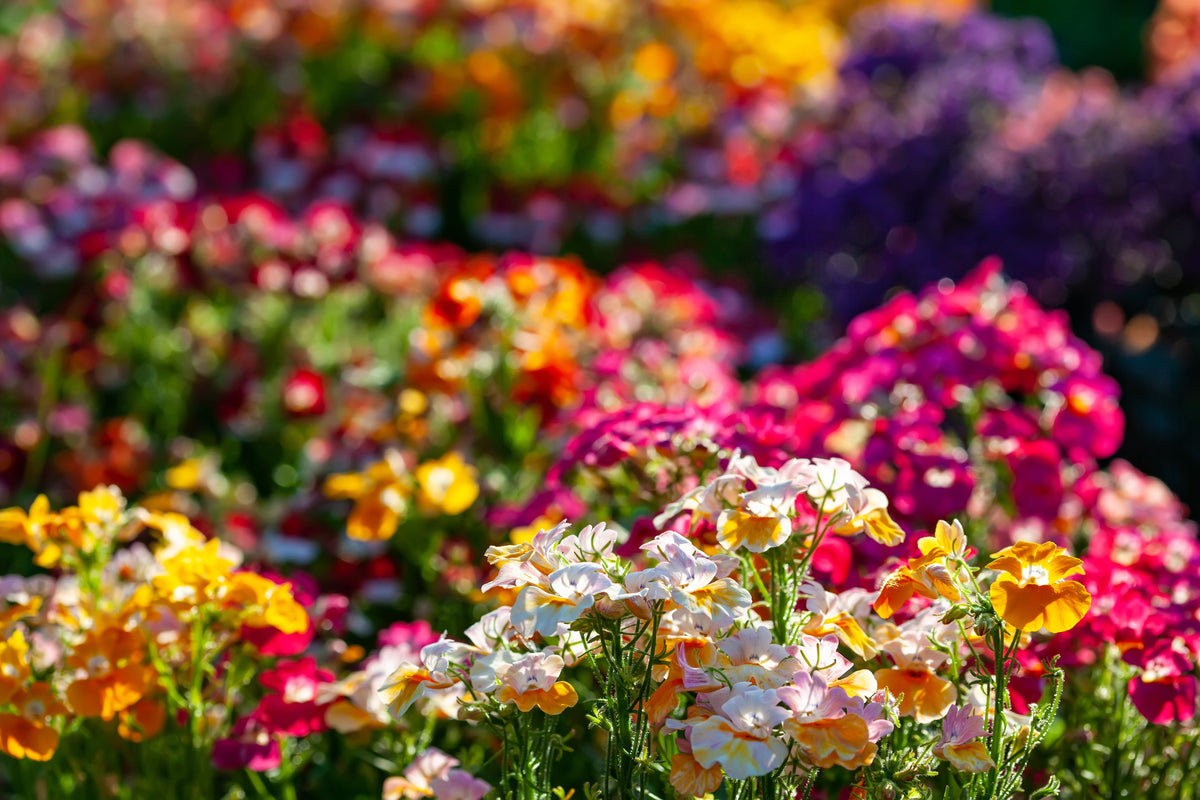 50 semillas de flores de colores mixtos NEMESIA Strumosa CARNIVAL MIX