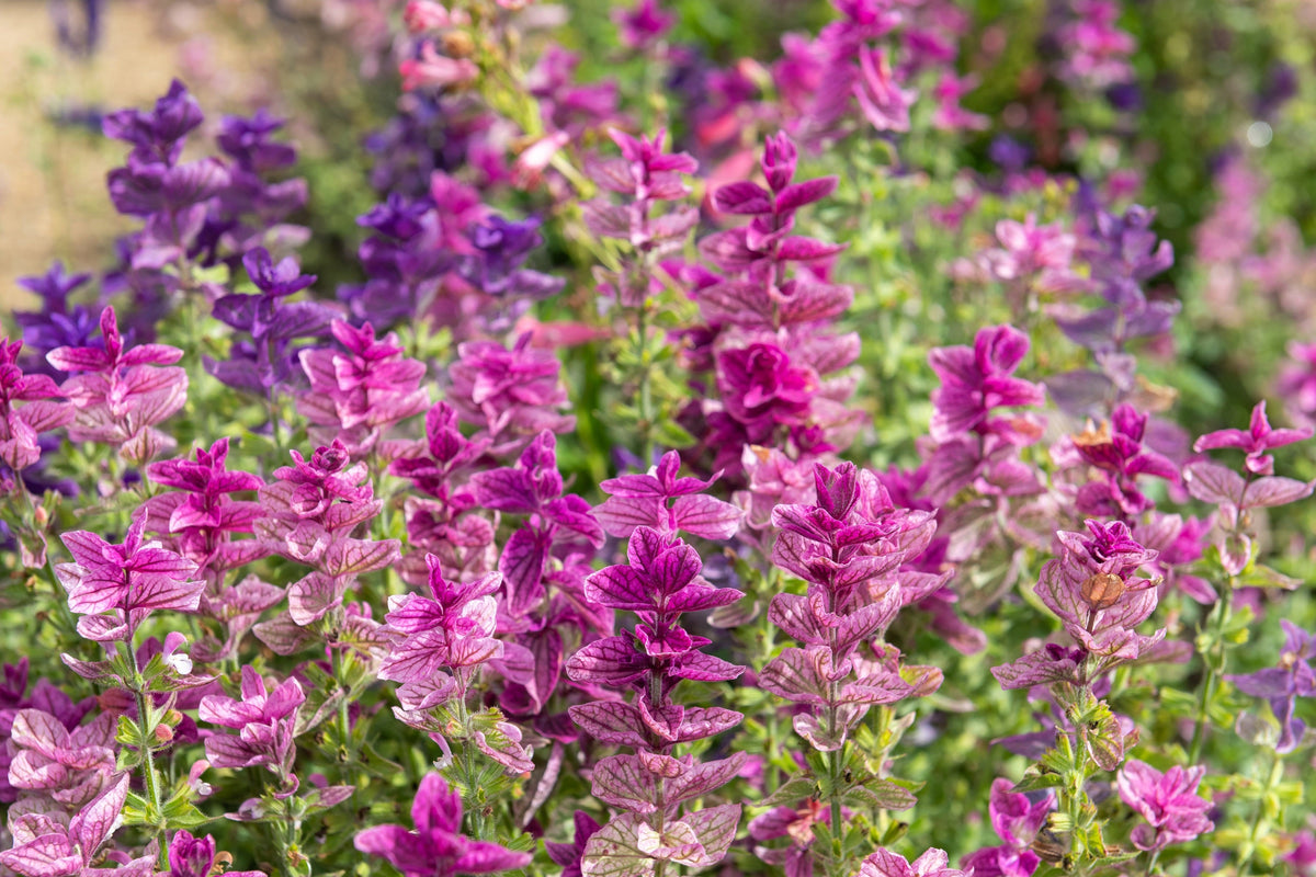 50 semillas de flores de hierba 'PINK Sundae' de Salvia Viridis Horminum