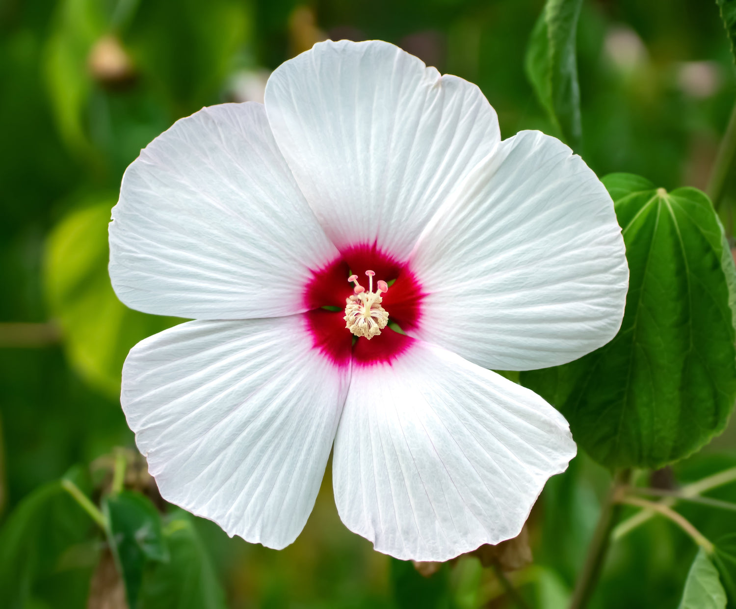 25 semillas de flores de Hibiscus Moscheutos de Luna WHITE HARDY HIBISCO
