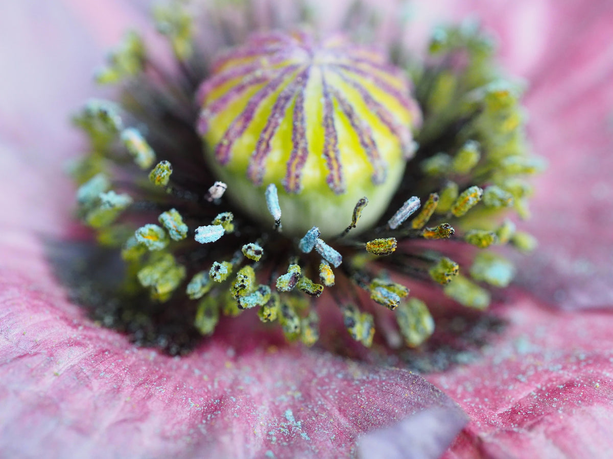 50 semillas orgánicas de amapola gris increíble, Papaver rhoeas, flores de color gris plateado