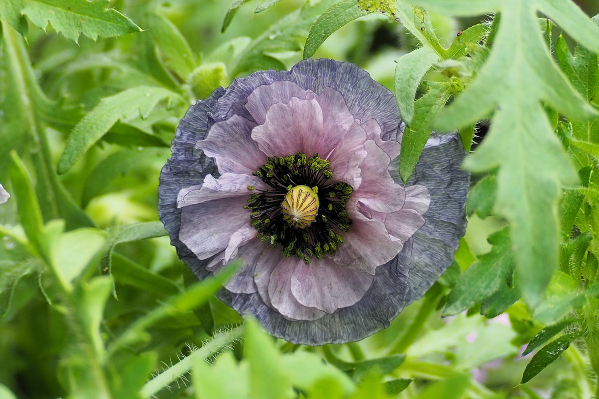 50 semillas orgánicas de amapola gris increíble, Papaver rhoeas, flores de color gris plateado
