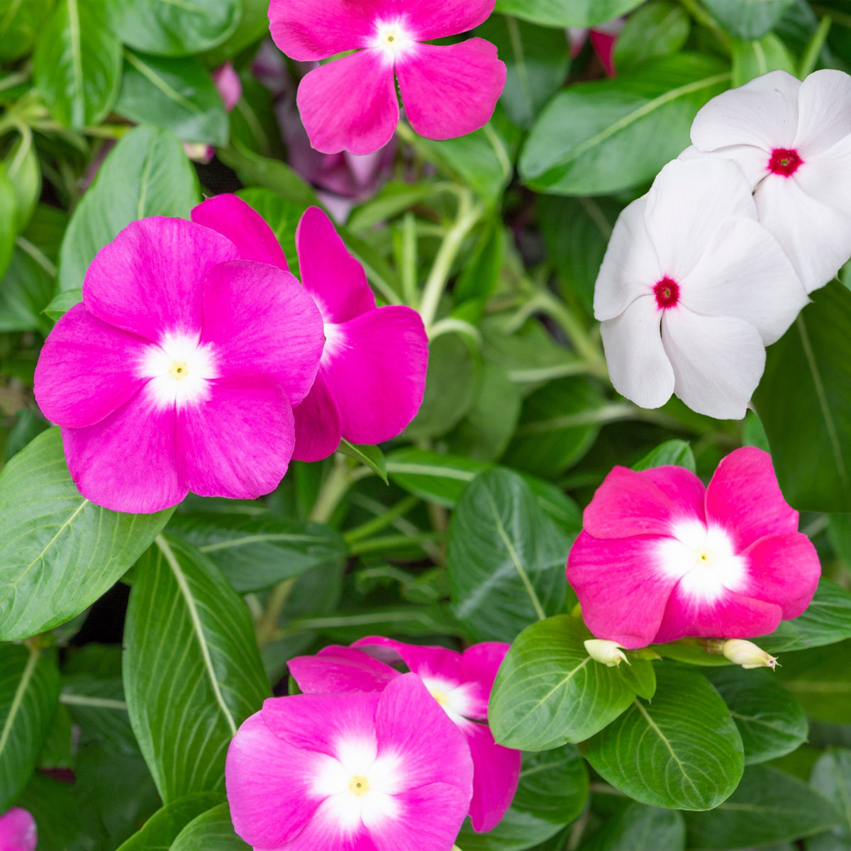 100 semillas de flores de vincapervinca rosada enana