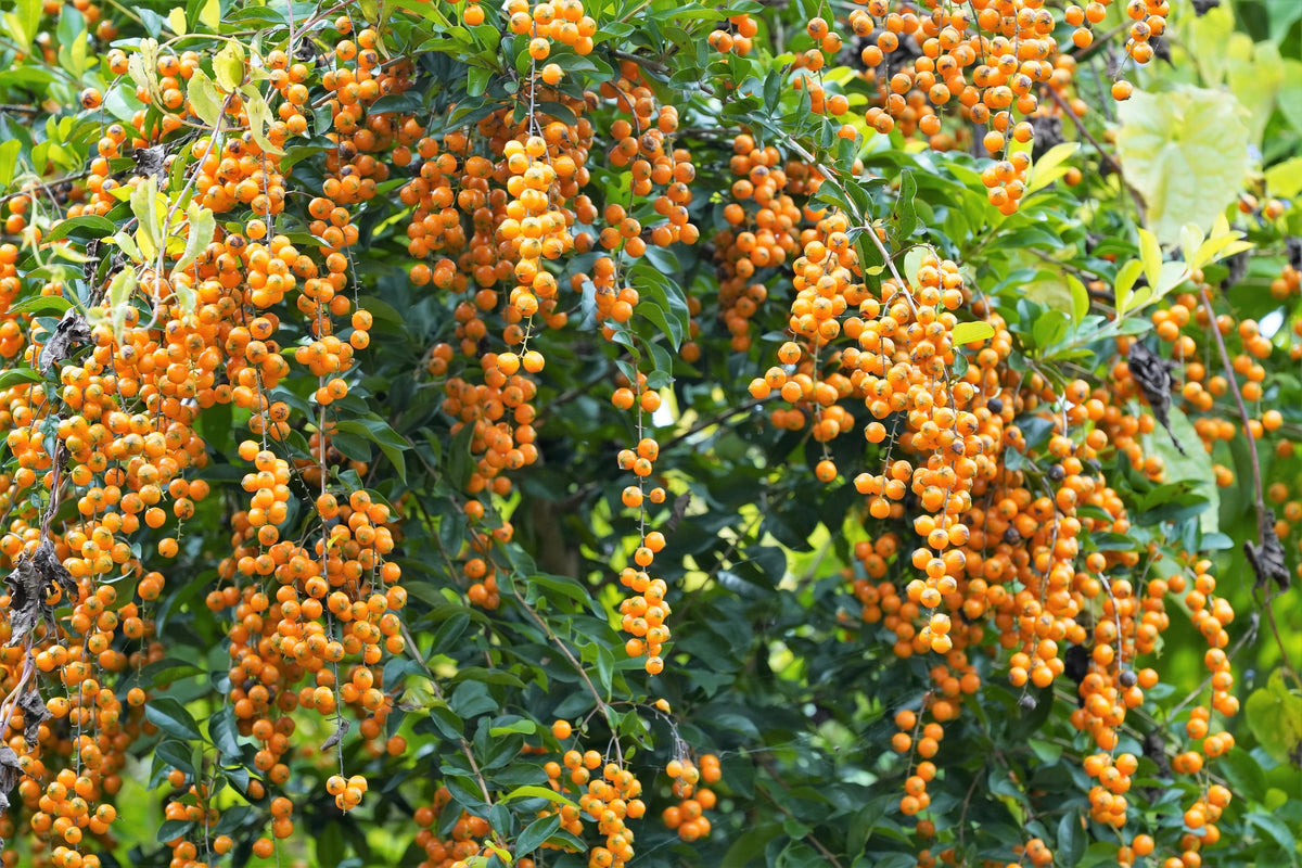 10 semillas de Duranta Erecta Repens, arbusto ornamental de bayas de color naranja, follaje dorado, flores blancas, violetas y moradas.