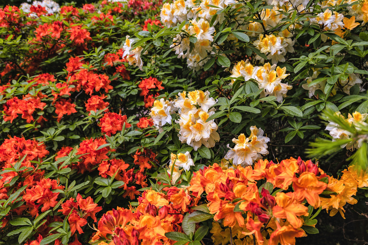 50 HÍBRIDOS MIXTOS DE RODODENDRO spp. Colores variados: rojo, rosa, morado, blanco, amarillo y naranja. Florece al sol o a la sombra. Semillas de arbusto.