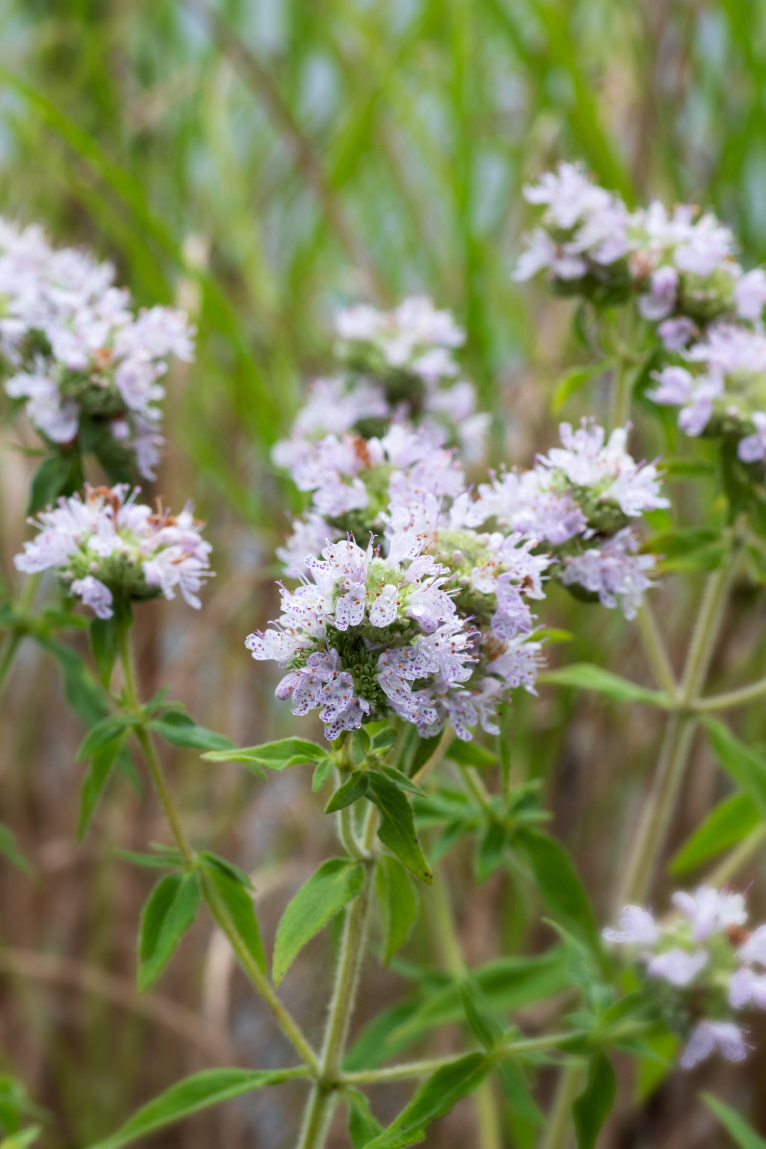 400 semillas de flores de la hierba MENTA DE MONTAÑA PELUDA Pycnanthemum Pilosum