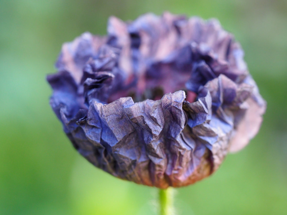 50 semillas orgánicas de amapola gris increíble, Papaver rhoeas, flores de color gris plateado