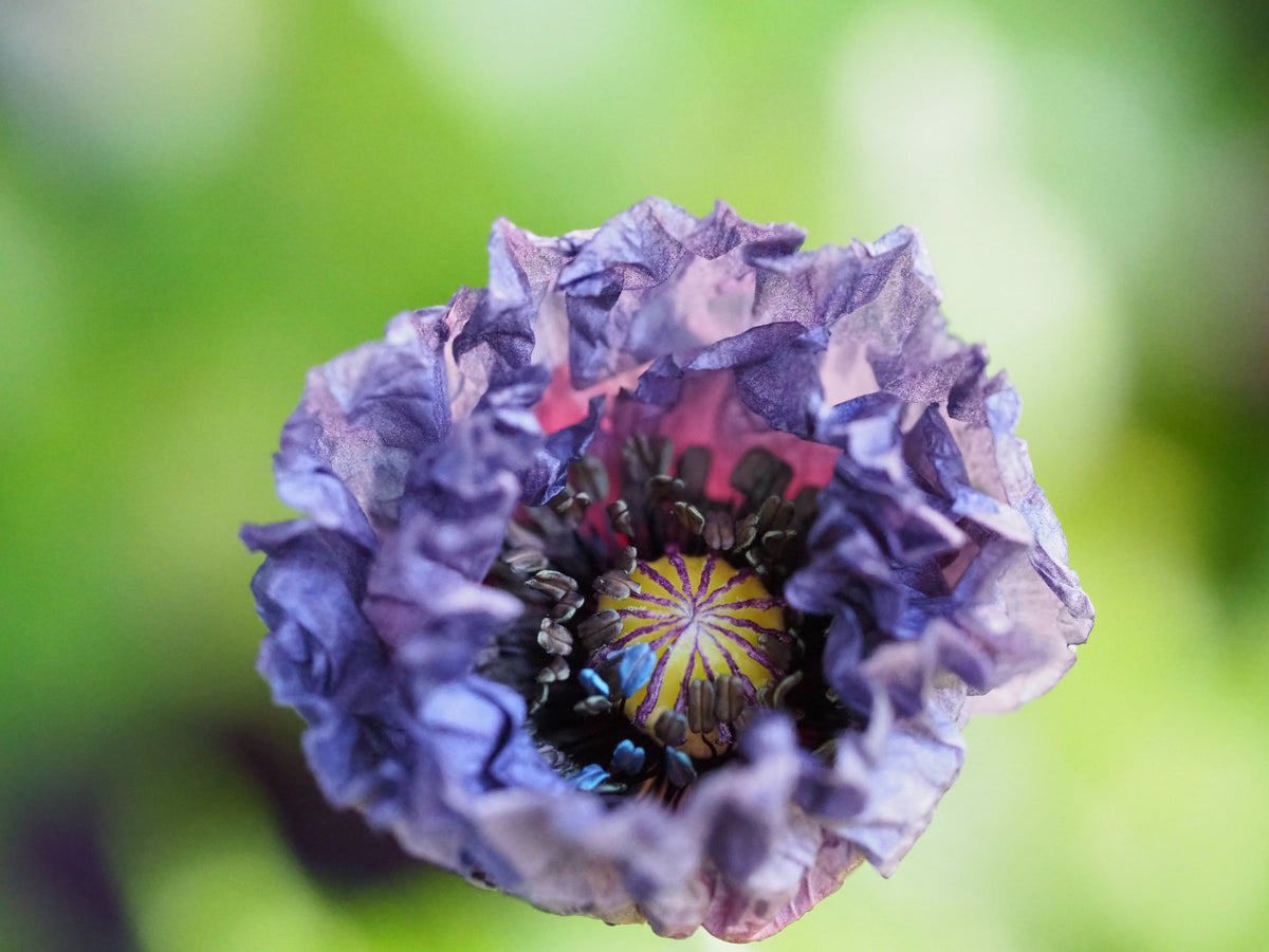 50 semillas orgánicas de amapola gris increíble, Papaver rhoeas, flores de color gris plateado